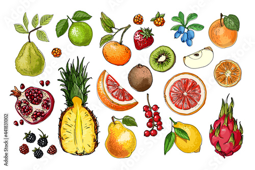 Fruits and berries food vector. Color sketch of products. Decor for kitchen and restaurant. Farm vegetables and herbs.