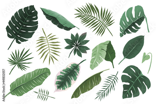 Tropical leaves collection, monstera plant branch and fan palm leaf, various hand drawn exotic foliage illustration, trendy tropic greenery, isolated vector objects, detailed boho drawing photo