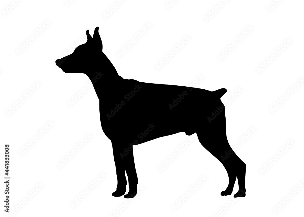 Doberman dog silhouette, Vector illustration silhouette of a dog on a white background.	