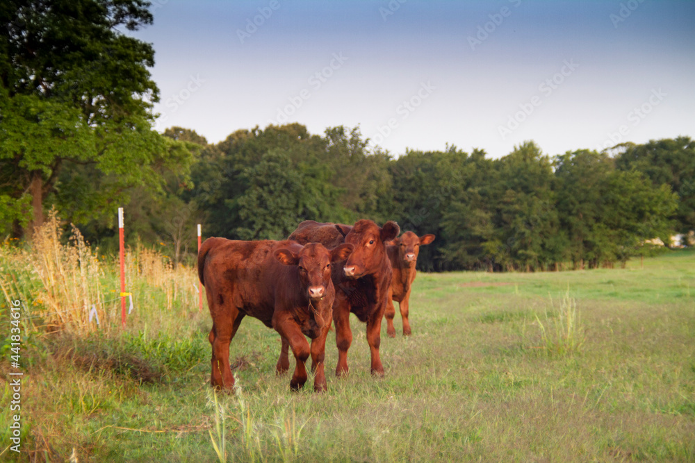 Red Angus Calves in a pasture near an electric fence Red Angus Calves in a pasture near an electric fence