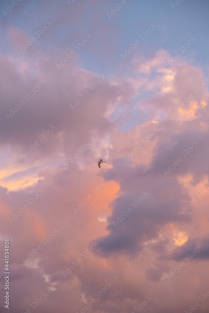 Bird on fiery sunset clouds Bird on fiery sunset clouds