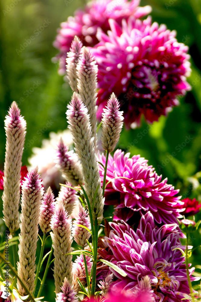 Burgundy Summer Flowers in the Botanic Gardens Burgundy Summer Flowers in the Botanic Gardens