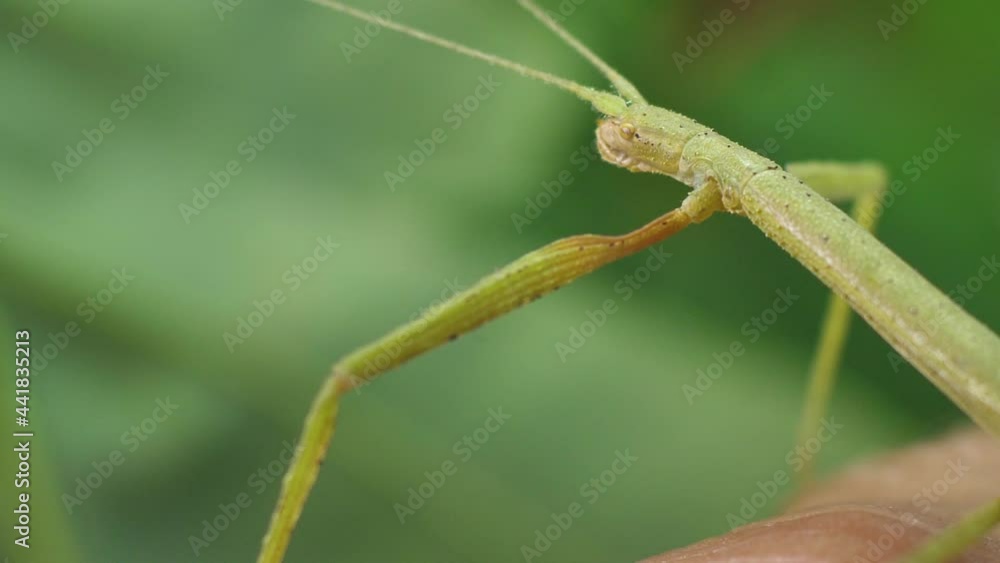 Stick insect Medauroidea extradentata, family Phasmatidae. Disguises itself as a branch Stick insect Medauroidea extradentata, family Phasmatidae. Disguises itself as a branch