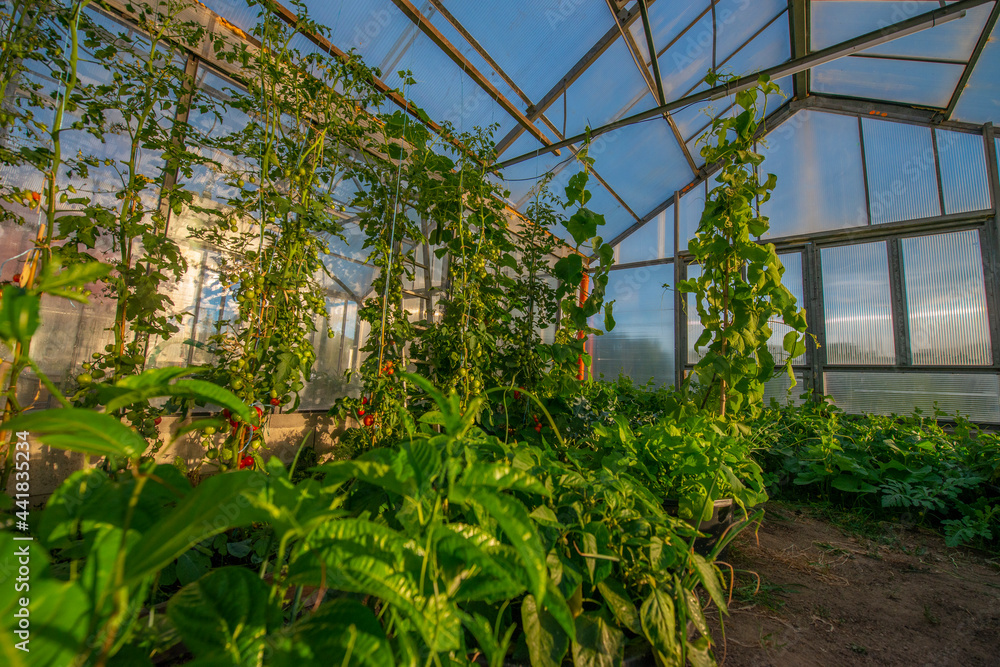 greenhouse with plant inside - agricultural  photo