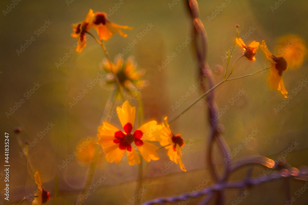 Tickseed flowers along the fence line
