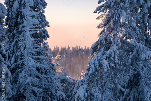 Winter trail in finnish taiga National park Koli  © Maxim