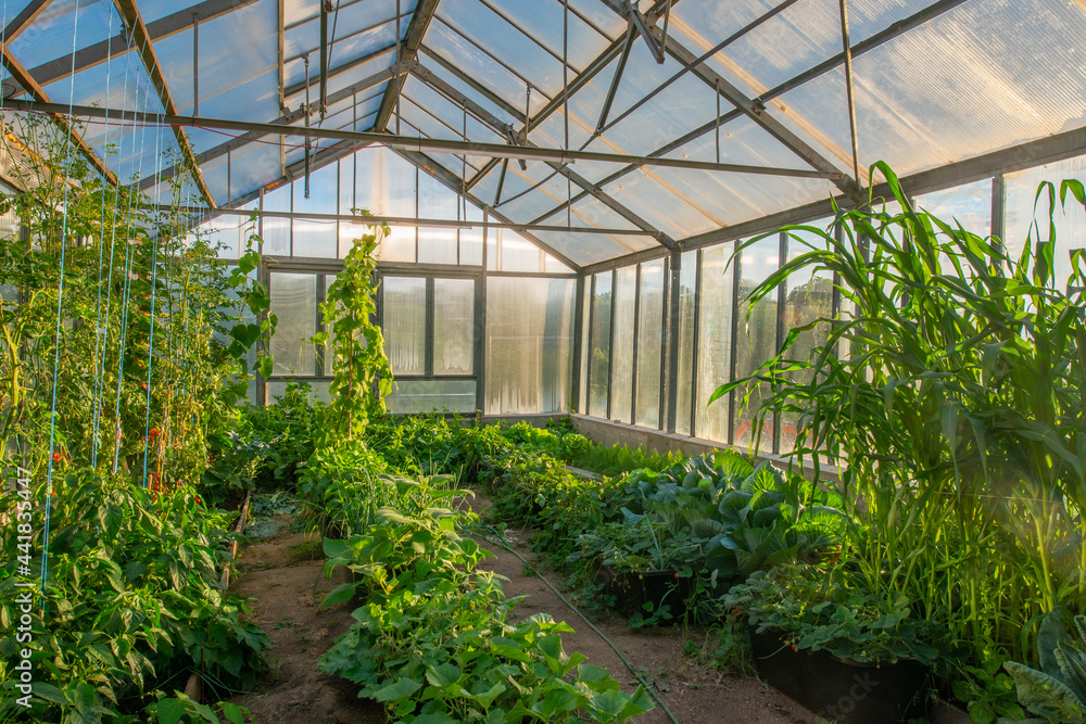 greenhouse with plant like tomatoes, cucumbers, corn and others inside - agricultural photo greenhouse with plant like tomatoes, cucumbers, corn and others inside - agricultural photo