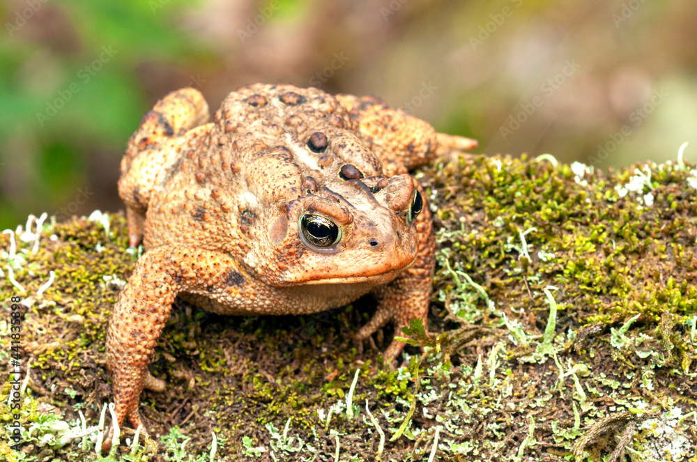 Fototapeta premium Toad in a natural setting (Bufo sp.).