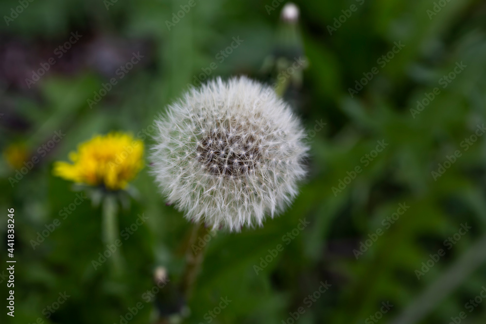 Useful plant (Taraxacum), which turns into a fluffy ball of seeds. Behind him can be seen in its first phase, when it blooms with small yellow petals Useful plant (Taraxacum), which turns into a fluffy ball of seeds. Behind him can be seen in its first phase, when it blooms with small yellow petals