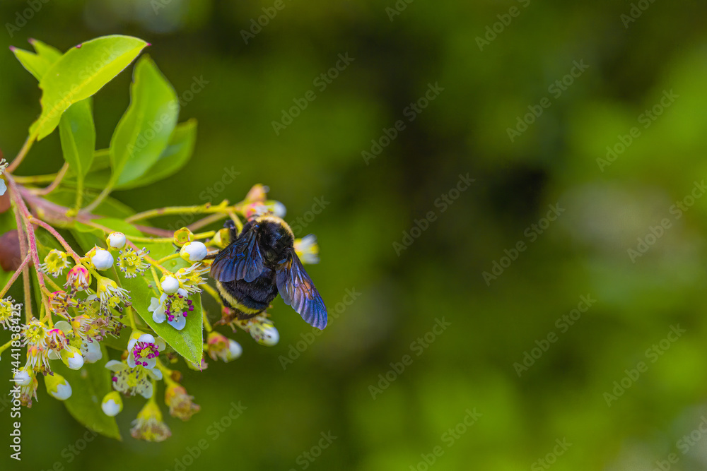 2021-06-26 A BLACK AND YELLOW BEE POLLINATING A CHRISTMAS BERRY 2021-06-26 A BLACK AND YELLOW BEE POLLINATING A CHRISTMAS BERRY