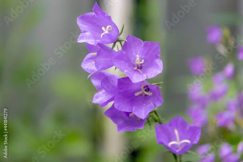 Selective focus of blue flower Campanula persicifolia, The peach-leaved bellflower is a flowering plant species in the family Campanulaceae, It is an herbaceous perennial, Nature floral background.