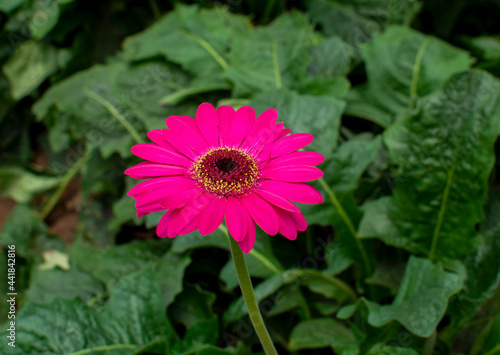 pink flower