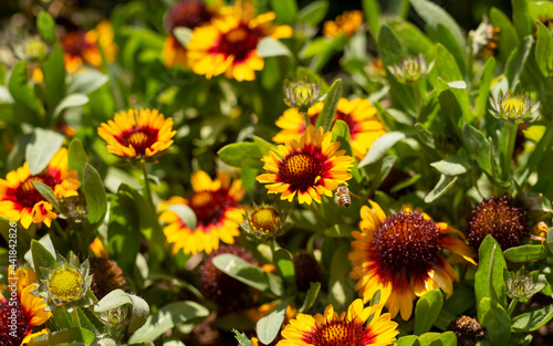 field of sunflowers