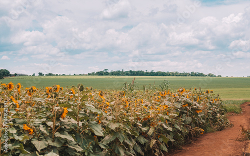 field of sunflowers