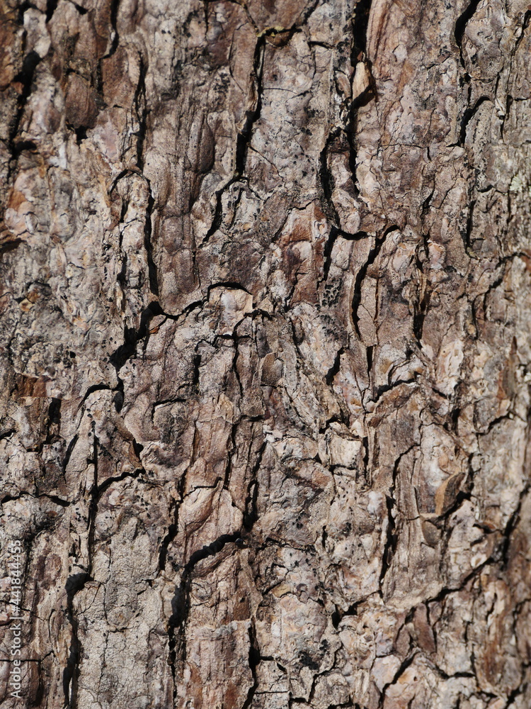 cracked bark of alder tree close-up, abstract background cracked bark of alder tree close-up, abstract background