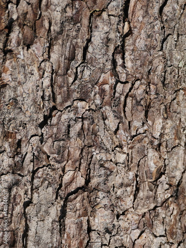 cracked bark of alder tree close-up, abstract background