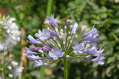 Abundant flowering African agapanthus  Agapanthus africanus 