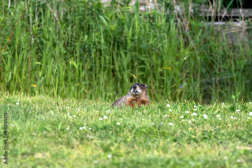 The groundhog (Marmota monax), also known as a woodchuck on a meadow. © Denny