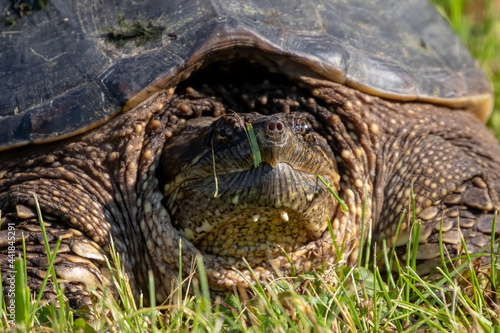 The common snapping turtle (Chelydra serpentina) on a meadow