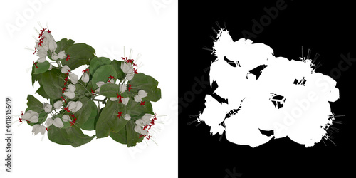 Top view of Clerodendrum Thomsonae Plant PNG with alpha channel to cutout. Render made from 3D model for compositing photo