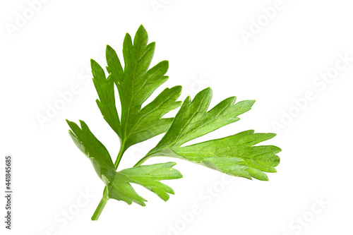 Full focus of parsley leaves. Branch of fresh greens isolated on white background.