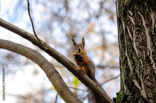 A ginger squirrel sits motionless on a tree branch, holds a nut and looks directly into the camera.
