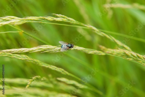 green fly on a grass