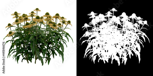 Front view of Echinacea Purpurea Plant PNG with alpha channel to cutout. Render made from 3D model for compositing photo