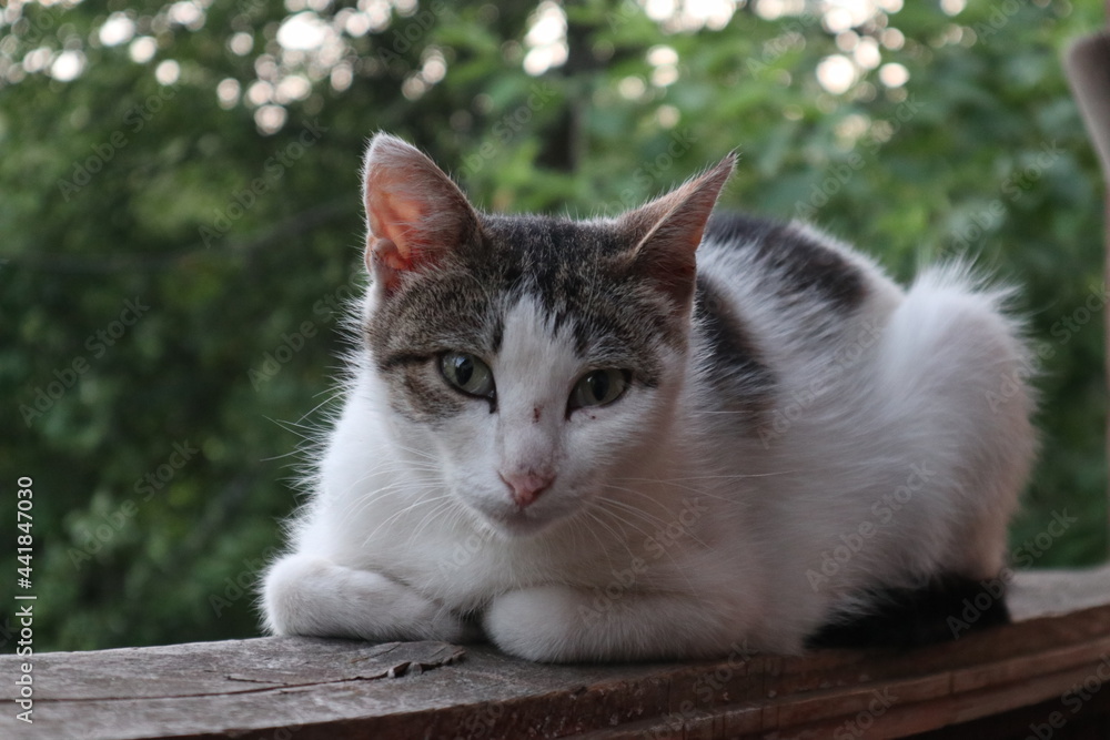 Obraz premium Cat on the railing