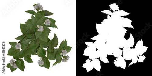 Top view of Jasminum Sambac Plant PNG with alpha channel to cutout. Render made from 3D model for compositing
