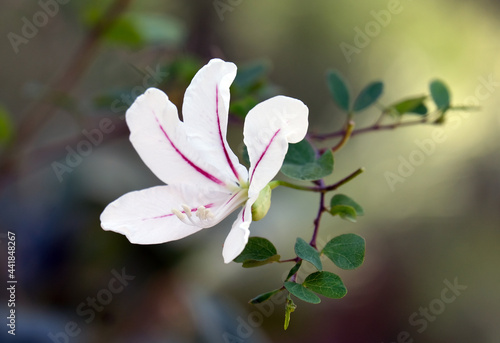 Flowering Dainty bauhinia (latin - Bauhinia natalensis) photo