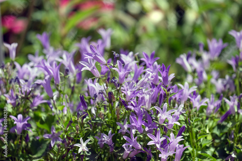 Beautifully blooming Serbian bellflower  Campanula poscharskyana 