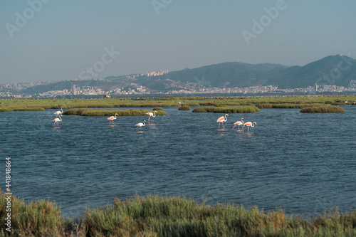 Pink flamingos in their natural environment with drone shooting. Izmir bird paradise - Izmir, Turkey © yusuf
