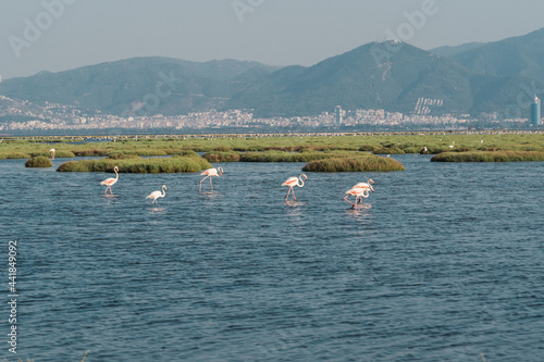 Pink flamingos in their natural environment with drone shooting. Izmir bird paradise - Izmir, Turkey