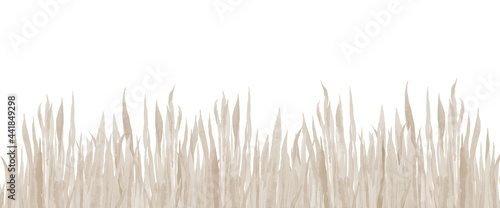 Dry grass banner. Watercolor background. Beige field plants. Watercolour toned illustration on white background.