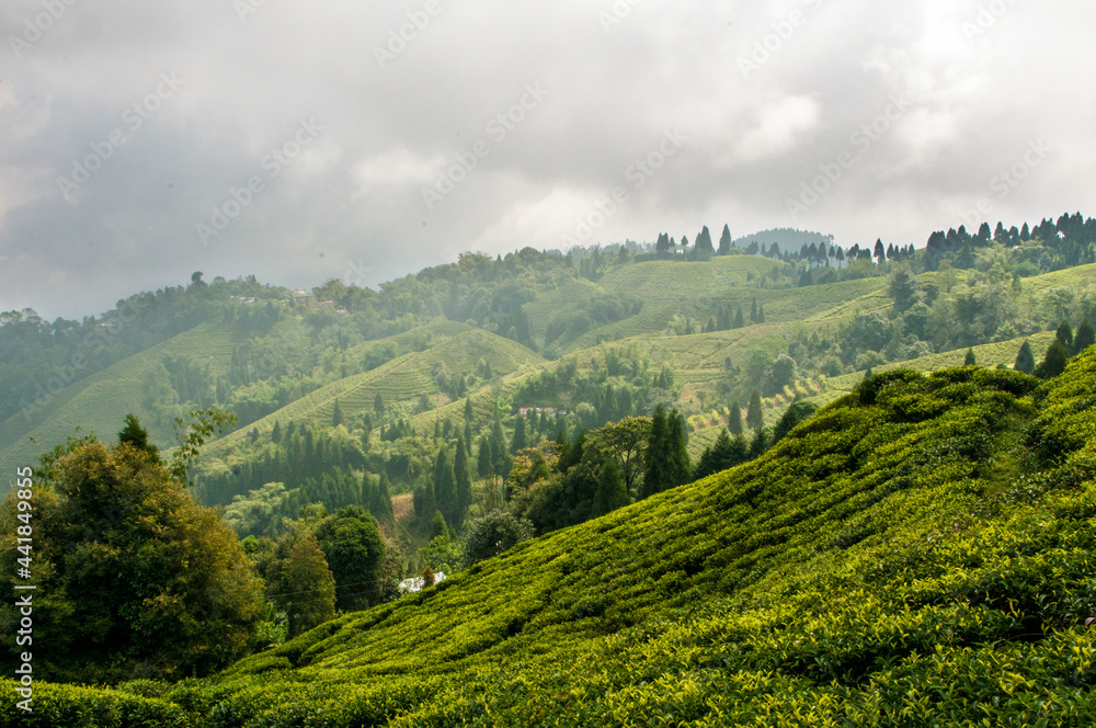 Tea Gardens of Darjeeling, India