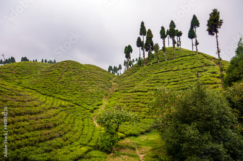 Tea Gardens of Darjeeling, India