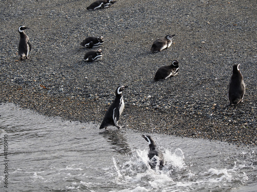 Group of penguins walking on the sandy beach