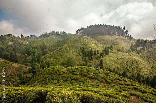 Tea Gardens of Darjeeling  India