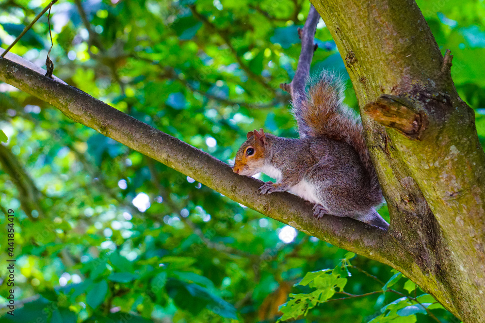 Curious grey squirrel closeup photo on tree and grass.