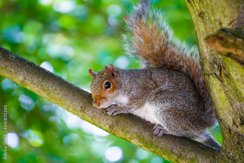 Curious grey squirrel closeup photo on tree and grass. Curious grey squirrel closeup photo on tree and grass.