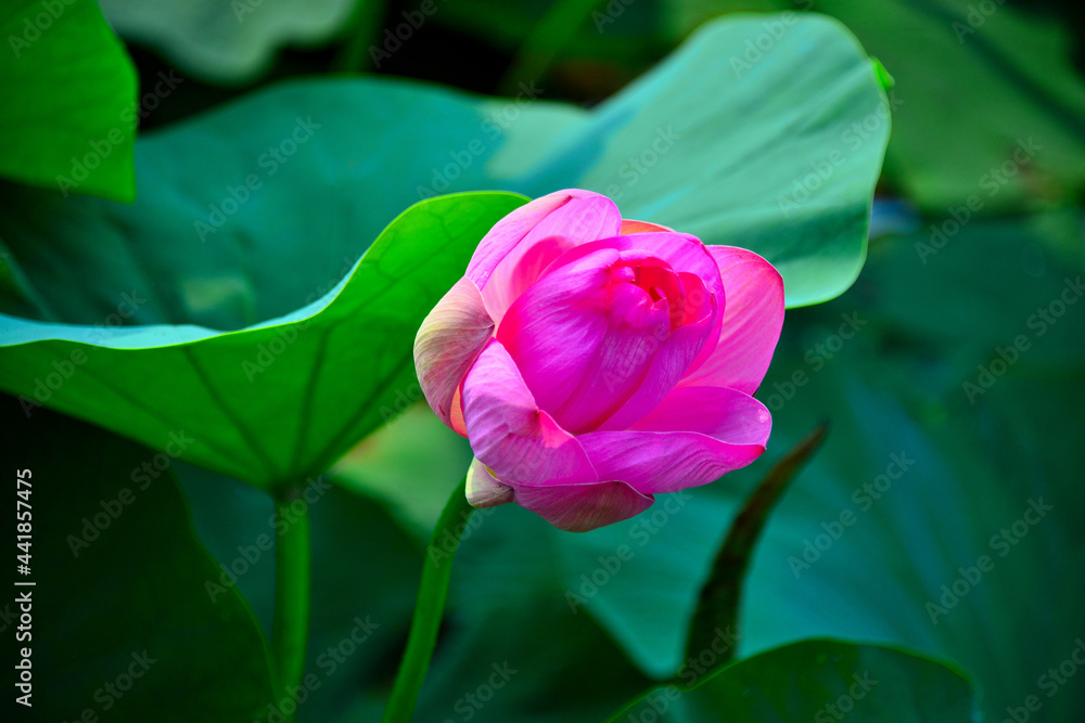 연꽃 연꽃
