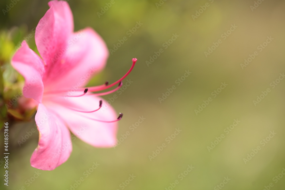 Obraz premium ツツジ 