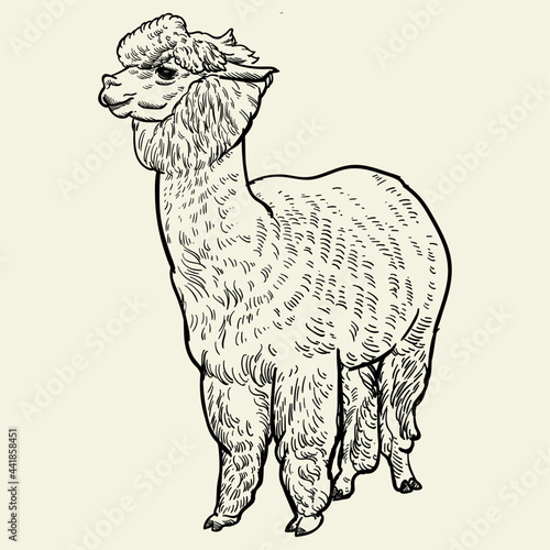 Vintage hand drawn alpaca