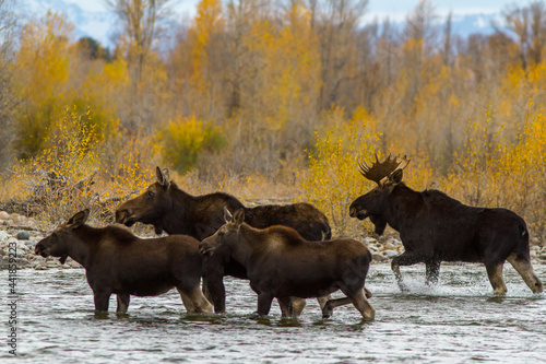 Fotografie, Obraz moose herd crossing river