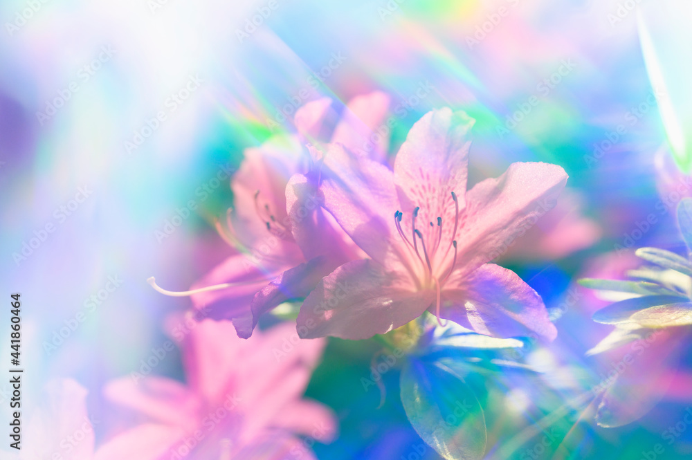 Close-up of azalea flowers in rainbow colored light