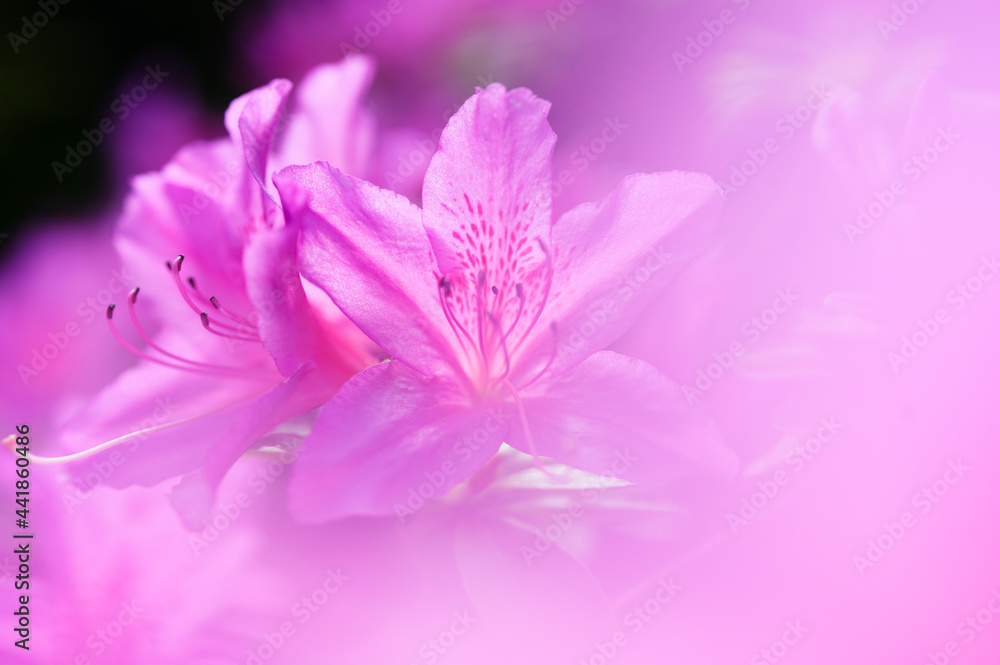 Close-up of pink azalea flowers