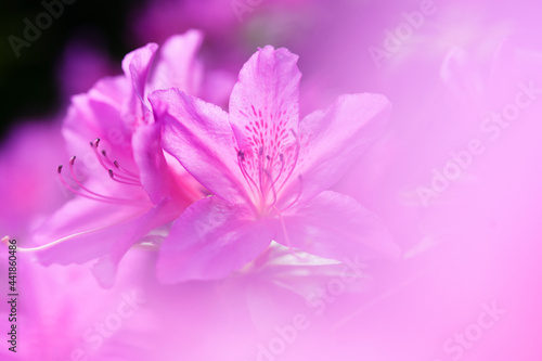 Close-up of pink azalea flowers photo