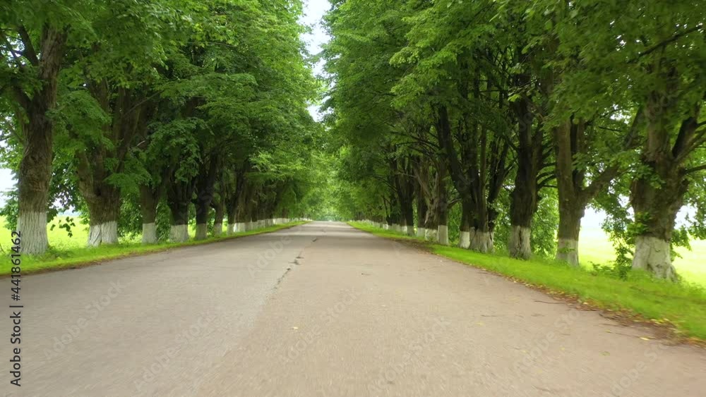 Maples grow on both sides of the paved road. Maples grow on both sides of the paved road.
