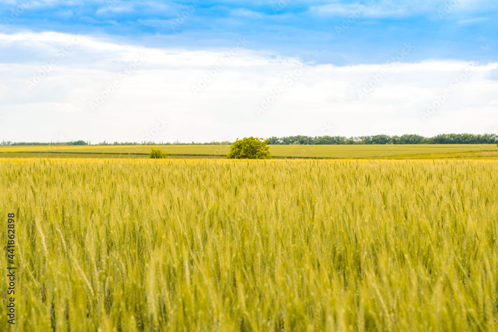 Ripe wheat field against blue cloudy sky. landscape. Record grain harvest. Wallpaper, background, cover.